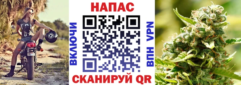Купить где  Новомичуринск  Канабис сатива 